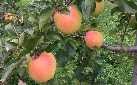 <2025年11月中旬よりお届け> 北海道壮瞥町 りんご 「ぐんま名月」8~10玉約3kg【 ふるさと納税 人気 おすすめ ランキング りんご リンゴ 林檎 ぐんま名月 甘い 蜜 北海道 壮瞥町 送料無料 】 SBTF004