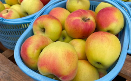 <2025年11月中旬よりお届け> 北海道壮瞥町 りんご 「ぐんま名月」8~10玉約3kg【 ふるさと納税 人気 おすすめ ランキング りんご リンゴ 林檎 ぐんま名月 甘い 蜜 北海道 壮瞥町 送料無料 】 SBTF004