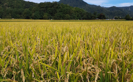 【新米】【令和7年産 3ヶ月定期配送】（精米5kg）ホクレンゆめぴりか SBTD035