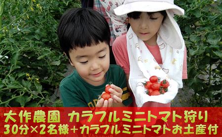 <2020年6月初旬よりお届け>北海道壮瞥町 大作農園 カラフルミニトマト狩り 30分×2名様+カラフルミニトマトお土産付