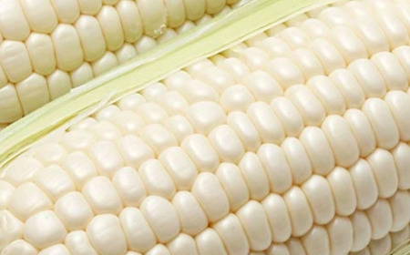 ＜2026年8月下旬よりお届け＞＜朝採り＞北海道壮瞥産 白いとうもろこし「雪の妖精」Lサイズ6本(約2kg) 【 ふるさと納税 人気 おすすめ ランキング ホワイトコーン 雪の妖精 白い 白 トウモロコシ とうもろこし 野菜 甘い 北海道 壮瞥町 送料無料 】 SBTQ005　