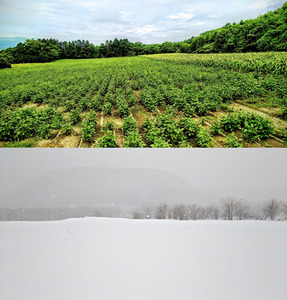 ＜2026年8月下旬よりお届け＞＜朝採り＞北海道壮瞥産 白いとうもろこし「雪の妖精」Lサイズ6本(約2kg) 【 ふるさと納税 人気 おすすめ ランキング ホワイトコーン 雪の妖精 白い 白 トウモロコシ とうもろこし 野菜 甘い 北海道 壮瞥町 送料無料 】 SBTQ005　