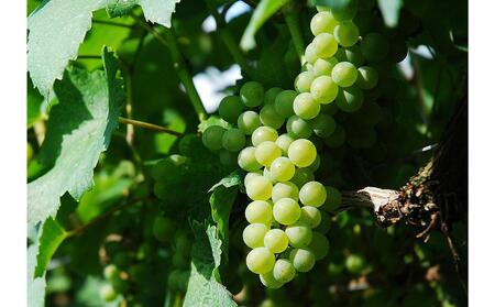 北海道壮瞥産 ソペ・ブラン2023(辛口白ワイン) 750ml SBTA084