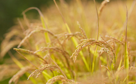 【令和7年産】 10月上旬よりお届け あのさんちの美味しいお米 ななつぼし 精米5kg SBTL018