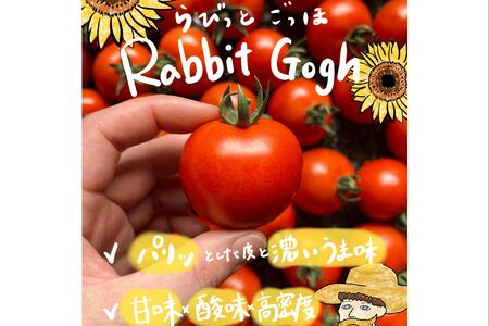 【2026年予約】極旨トマトクール便 北海道壮瞥町産 ラビットゴッホ2kg 中玉トマト SBTAJ003