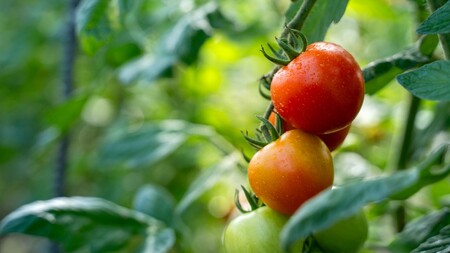 【2026年予約】極旨トマトクール便 北海道壮瞥町産 ラビットゴッホ3kg 中玉トマト SBTAJ004