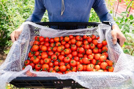 【2026年予約】極旨トマトクール便 北海道壮瞥町産 ラビットゴッホ3kg 中玉トマト SBTAJ004