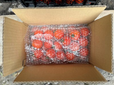 【2026年予約】極旨トマトクール便 北海道壮瞥町産 ラビットゴッホ4kg 中玉トマト SBTAJ005