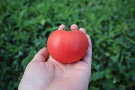 【2026年予約】極旨トマトクール便 北海道壮瞥町産 スイート1.5kg 中玉トマト SBTAJ017