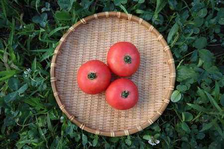 【2026年予約】極旨トマトクール便 北海道壮瞥町産 スイート1.5kg 中玉トマト SBTAJ017