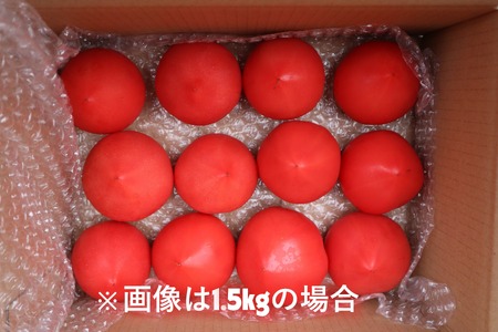 【2026年予約】極旨トマトクール便 北海道壮瞥町産 スイート1.5kg 中玉トマト SBTAJ017