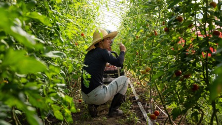 【2026年予約】極旨トマトクール便 北海道壮瞥町産 スイート1.5kg 中玉トマト SBTAJ017
