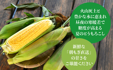 ＜2026年8月初旬よりお届け＞約2.5kg！北海道壮瞥産とうもろこし（恵味）【L～2Lサイズ 5～6本】 SBTP014