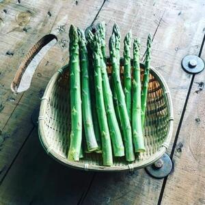 ＜2026年4月中旬よりお届け＞北海道壮瞥産 大作農園の「春採りグリーンアスパラM～LL混合」約300gとセミドライトマトオイル漬け1瓶（110g）のセット SBTR009