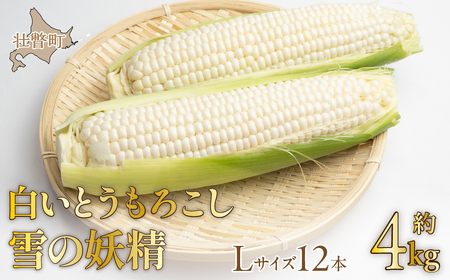 ＜2025年9月上旬よりお届け＞【朝採り】北海道壮瞥産 白いとうもろこし「雪の妖精」Lサイズ12本(約4kg)【 ふるさと納税 人気 おすすめ ランキング ホワイトコーン 雪の妖精 白い 白 トウモロコシ とうもろこし 野菜 甘い 北海道 壮瞥町 送料無料 】 SBTQ001