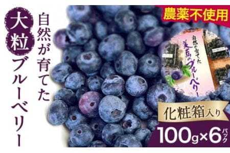 ＜ 先行予約 ＞ 美馬の大粒ブルーベリー（100g×6パック） 《6月上旬‐8月末出荷》ふるさと納税 ブルーベリー 徳島県 美馬市 果物 フルーツ 青果物 美馬市ブルーベリー研究会