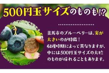 ＜ 先行予約 ＞ 美馬の大粒ブルーベリー（100g×6パック） 《6月上旬‐8月末出荷》ふるさと納税 ブルーベリー 徳島県 美馬市 果物 フルーツ 青果物 美馬市ブルーベリー研究会
