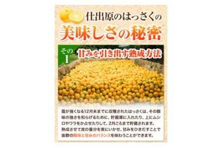 ＜ 先行予約 ＞ 八朔 はっさく 10kg 《2025年2月上旬‐2025年3月上旬頃出荷》仕出原八朔生産組合 徳島県 美馬市 果物 くだもの フルーツ 特選 ゼリー ジュース ピール