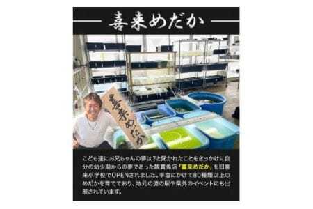 ミックス めだか 5種以上 計20匹+死着保障1匹 喜来めだか《30日以内に出荷予定(土日祝除く)》【配送不可地域あり】喜来めだか 徳島県 美馬市 めだか 生き物 旧喜来小学校 改良めだか専門店 鑑賞用 ミックス