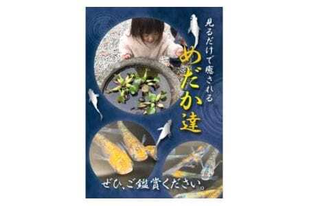 ミックス めだか 5種以上 計20匹+死着保障1匹 喜来めだか《30日以内に出荷予定(土日祝除く)》【配送不可地域あり】喜来めだか 徳島県 美馬市 めだか 生き物 旧喜来小学校 改良めだか専門店 鑑賞用 ミックス