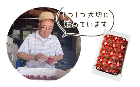 【先行予約】武田さんのミニトマト 3kg 200g × 15パック 武田賢一《2025年7月中旬‐8月末出荷》徳島県 美馬市 ミニトマト 送料無料 野菜 とまと トマト 青果物