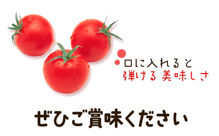 【先行予約】武田さんのミニトマト 3kg 200g × 15パック 武田賢一《2025年7月中旬‐8月末出荷》徳島県 美馬市 ミニトマト 送料無料 野菜 とまと トマト 青果物