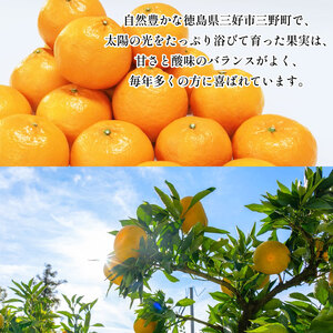 徳島県産はれひめ5kg みかん【はれひめ】