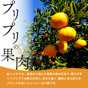 徳島県産 紅 はっさく 10kg みかん【 はっさく 】