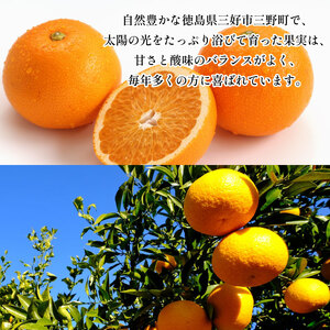 徳島県産 紅 はっさく 10kg みかん【 はっさく 】