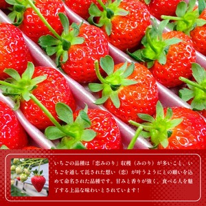 いちご800g 恋みのり 旬 果物【いちご】