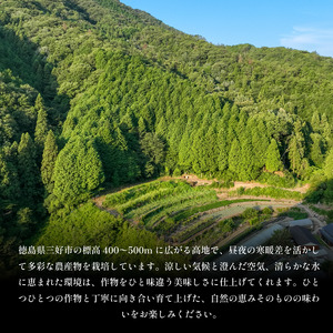 メロン 赤肉 ナポリ 2玉 期間限定 フルーツ 果物【 メロン 】