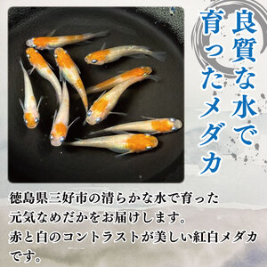 紅白めだか3匹 死着補償 エサ付き【めだか】