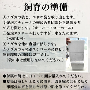 紅白めだか3匹 死着補償 エサ付き【めだか】