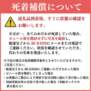 紅白めだか3匹 死着補償 エサ付き【めだか】