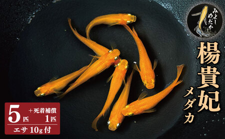 楊貴妃めだか5匹 死着補償 エサ付き【めだか】