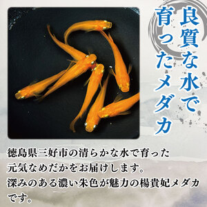 楊貴妃めだか5匹 死着補償 エサ付き【めだか】