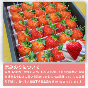 【徳島県産】 いちご 恋みのり 1.3kg 2L以上 【いちご】