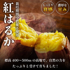訳ありさつまいも 紅はるか 2kg 土付き【さつまいも】