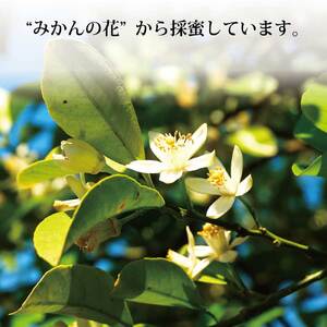 はちみつ太良 4kg