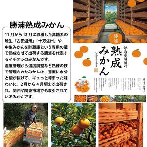 勝浦産みかんストレート 720ml×6本