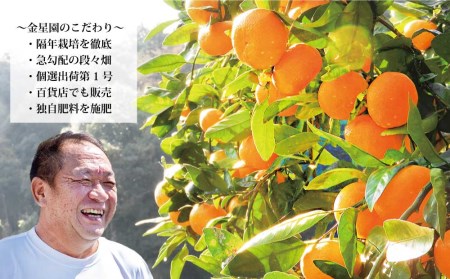 金星園 特選 熟成みかん 秀品 S-LLサイズ 10kg