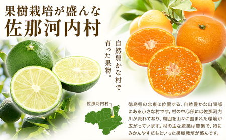 佐那河内産キウイフルーツ　1箱(33玉入り)　《1月上旬-3月中旬頃発送》 配送不可地域あり ※離島