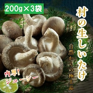 肉厚でジューシー!極上生しいたけ( 200g×3袋)