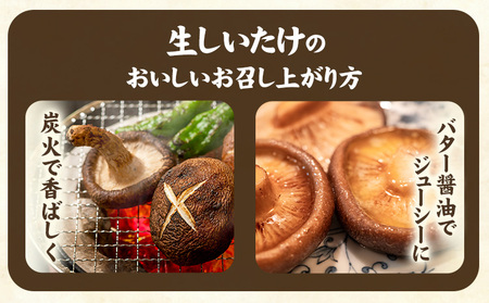 「訳あり」生しいたけ 200g×3袋(サイズ混合) 《30日以内に出荷予定(土日祝除く)》 【配送不可地域あり】
