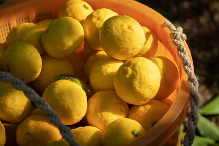 山神果樹薬草園：和柑橘ジュースとジャムのセット　