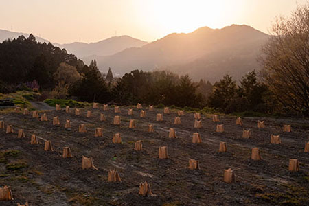 「山神果樹薬草園」柚子のウォッシュ＆ケアセットＣ　《30日以内に出荷予定(土日祝除く)》