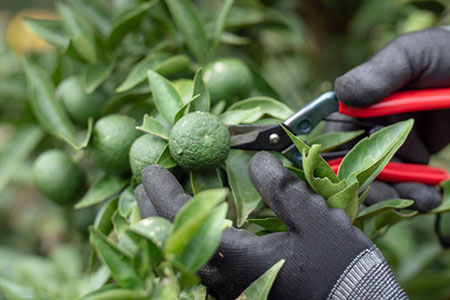 「山神果樹薬草園」すだちのハンドケアセット　《30日以内に出荷予定(土日祝除く)》
