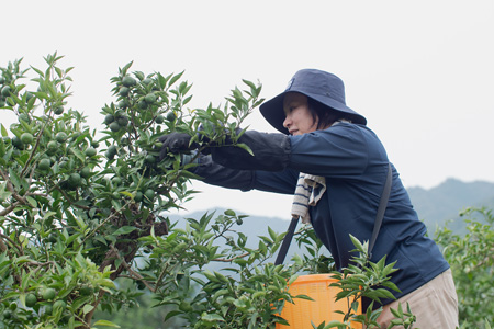 「山神果樹薬草園」すだちのハンドケアセット　《30日以内に出荷予定(土日祝除く)》