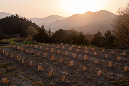 和柑橘deコスメ「山神果樹薬草園」柚子のハンドソープセット 《30日以内に出荷予定(土日祝除く)》