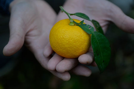 和柑橘deコスメ：山神果樹薬草園　柚子のボディソープセット